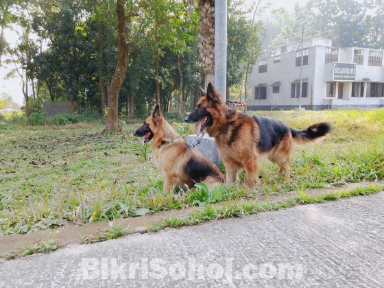 German shepherd